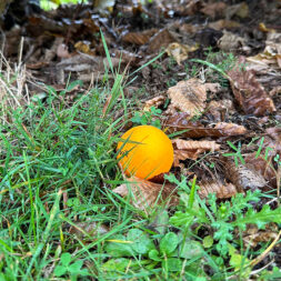 Wirkung der Farbwahl bei Golfbällen Orange